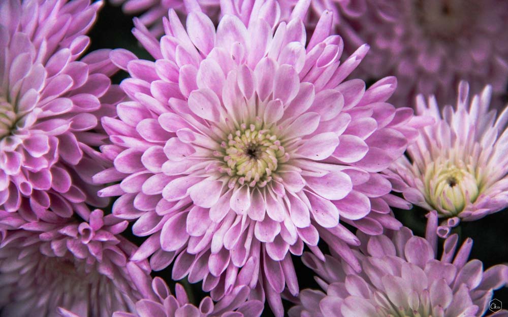 Pink Dahlia Flower