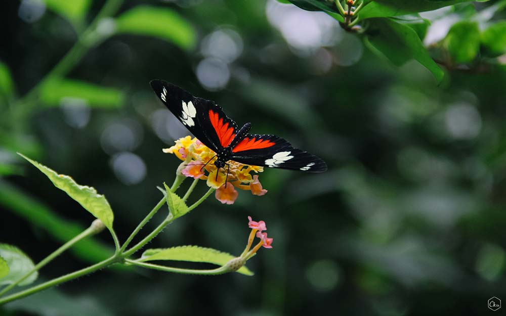 Red Butterfly