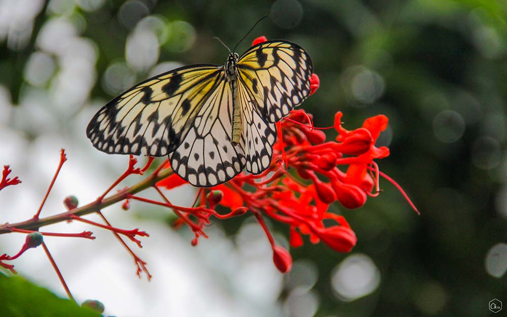 Yellow Butterfly